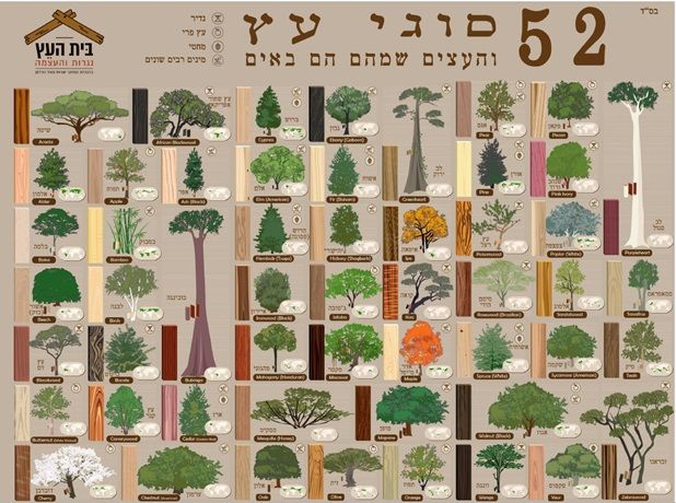 סוגי עצים 2.jpg