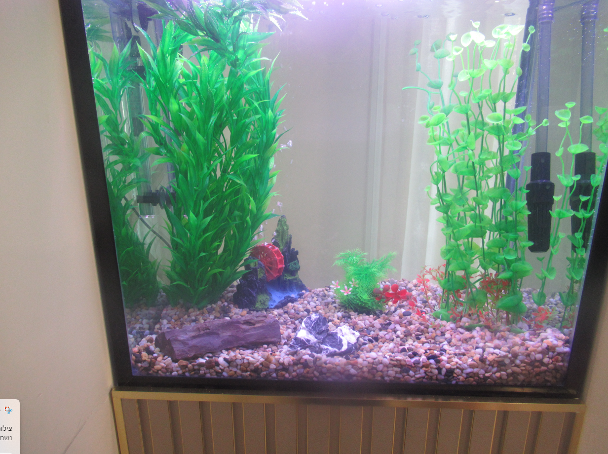 צילום מסך 2026-02-25 164501.png